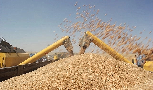 Buğday fiyatları zirveye gidiyor! İşte yeni fiyatlar