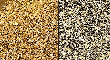 Buğday türlerinde fiyatlar düşmeye devam ediyor