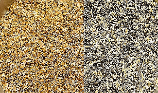 Buğday türlerinde fiyatlar düşmeye devam ediyor