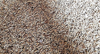 Buğday ve arpa fiyatları haftaya nasıl başladı