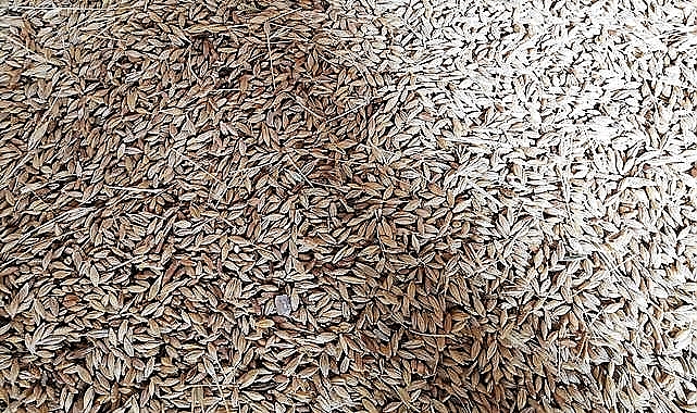 Buğday ve arpa fiyatları haftaya nasıl başladı
