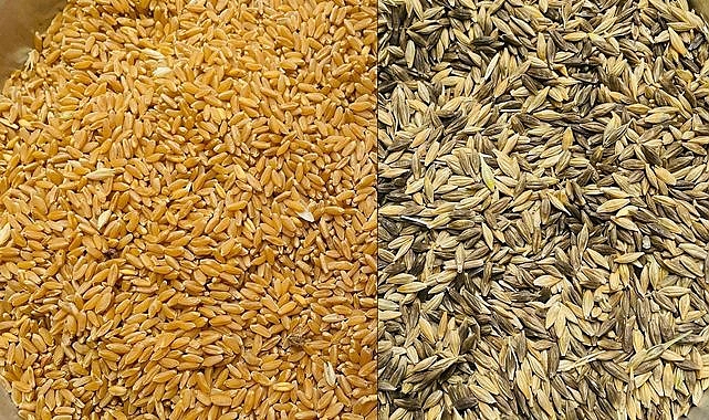 Buğday ve arpa zirveyi gördü mü? İşte yeni fiyatlar