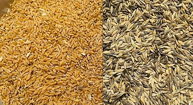 Buğdayda sert düşüş devam ediyor! İşte yeni fiyatlar