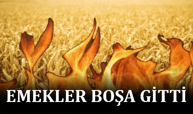 Ceylanpınar’da buğday tarlasında yangın