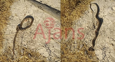 Civcivleri yiyen engerek yılanı etkisiz hale getirildi