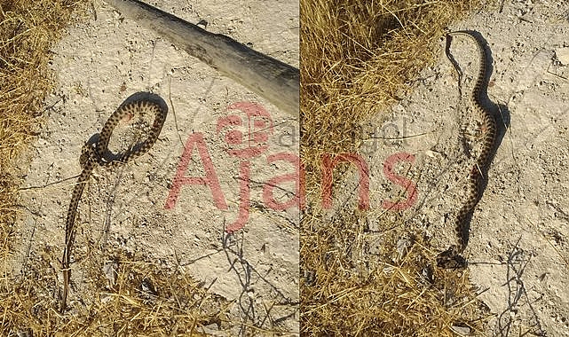 Civcivleri yiyen engerek yılanı etkisiz hale getirildi