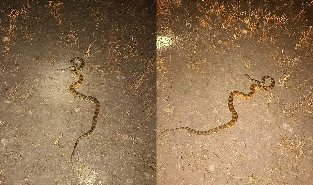 Ender görülen Diadem yılanı Urfa'da görüntülendi
