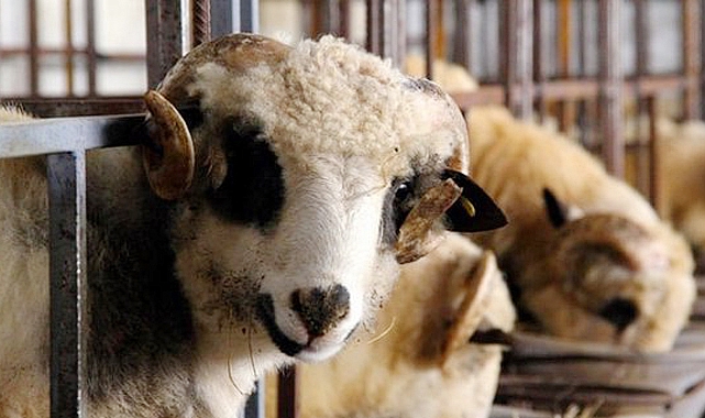 Eyyübiye’de kurban satış ve kesim yerleri açıklandı