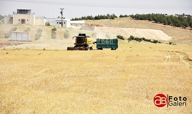 Harran Üniversitesinde tarihi hasat