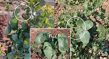 Urfa'da hırsızlar fıstık bahçelerine dadandı! Bakın ne çalıyorlar?