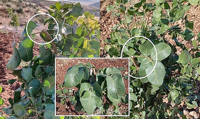 Urfa'da hırsızlar fıstık bahçelerine dadandı! Bakın ne çalıyorlar?