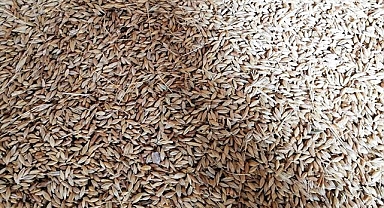 Hububat ve bakliyat fiyatları güne nasıl başladı?