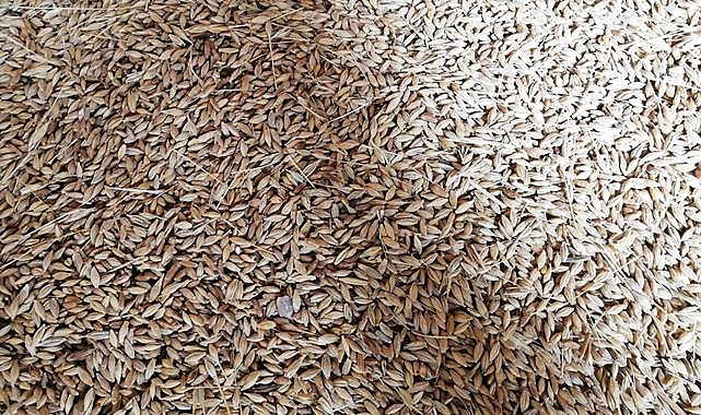 Hububat ve bakliyat fiyatları güne nasıl başladı?