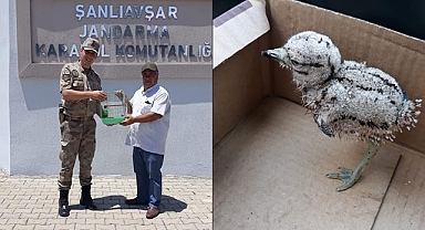Jandarma bulduğu yavru Kocagöz kuşunu DKMP'ye teslim etti