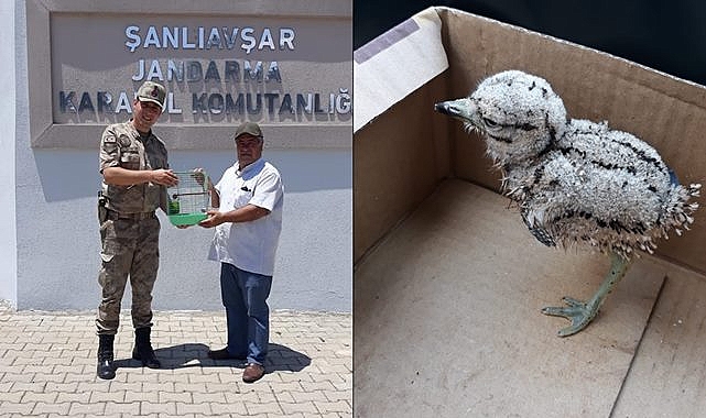 Jandarma bulduğu yavru Kocagöz kuşunu DKMP'ye teslim etti