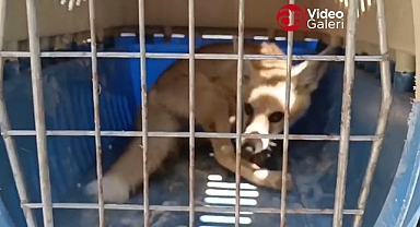 Kızıl Tilki yavrusu doğal yaşam alanına bırakıldı