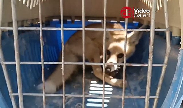 Kızıl Tilki yavrusu doğal yaşam alanına bırakıldı