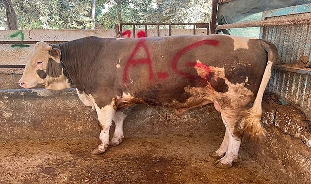 Kurban kesiminde uyulması gereken esaslar açıklandı