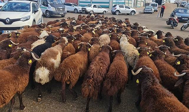 Kurbanlık canlı hayvan fiyatları açıklandı