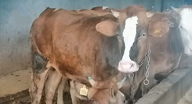 Kurbanlık fiyatlarında düşüş yaşanıyor