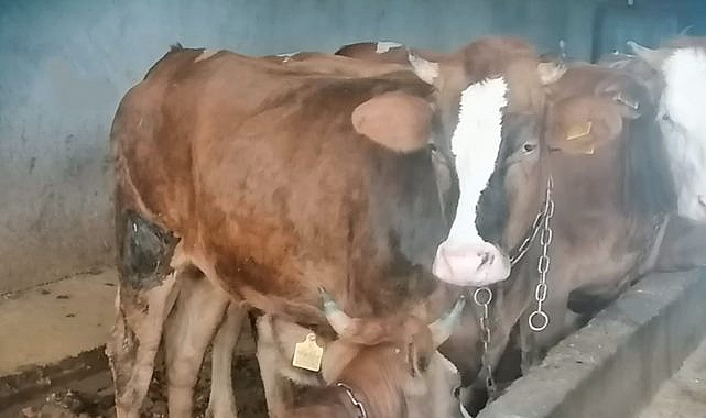 Kurbanlık fiyatlarında düşüş yaşanıyor