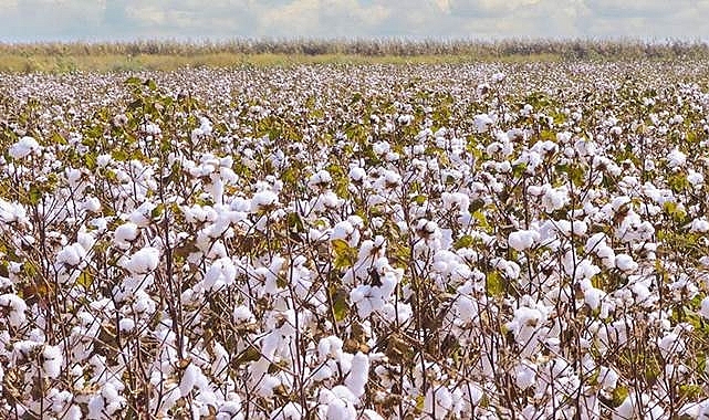 Preseli pamuk fiyatları açıklandı