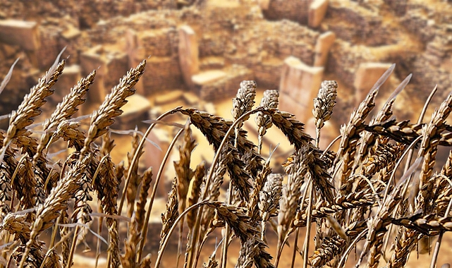 Şanlıurfa'da 'buğday' şenliği düzenlenecek