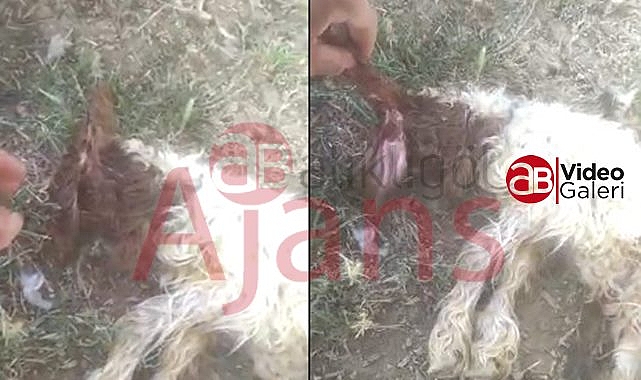 Şanlıurfa'da kafası olmayan kuzu doğdu