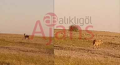 Şanlıurfa'da kurtlar yeniden görülmeye başlandı