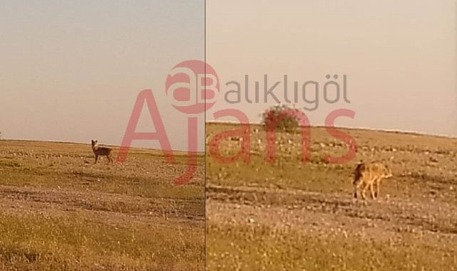 Şanlıurfa'da kurtlar yeniden görülmeye başlandı