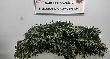 Şanlıurfa'nın ilçesinde hint keneviri ele geçirildi