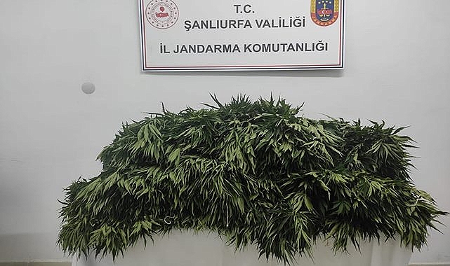 Şanlıurfa'nın ilçesinde hint keneviri ele geçirildi