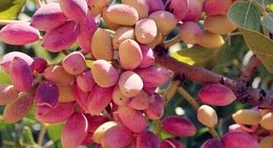 Şanlıurfa Şıracılar Odası fıstık fiyatlarını açıkladı