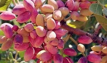 Şanlıurfa Şıracılar Odası fıstık fiyatlarını açıkladı