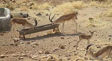 Şanlıurfa Valiliğinden ceylanlara yakın takip