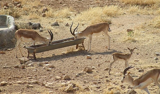 Şanlıurfa Valiliğinden ceylanlara yakın takip