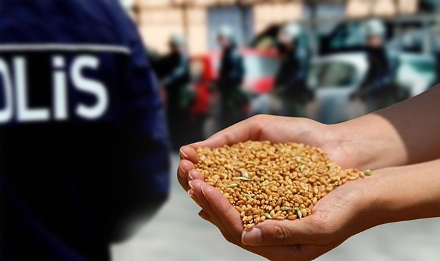 Suruç'ta buğday hırsızlarına baskın