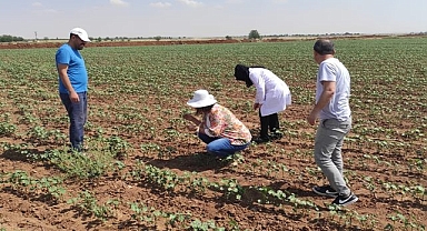 Suruç'ta pamukta empoasca zararlısı görüldü