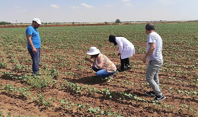 Suruç'ta pamukta empoasca zararlısı görüldü