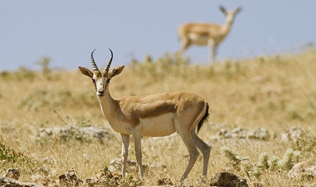 TİGEM ile ilgili çarpıcı iddia: Ceylan etinin kilosu 33 lira