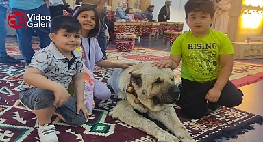 Urfa Gureğhi İstanbul'u fethetti