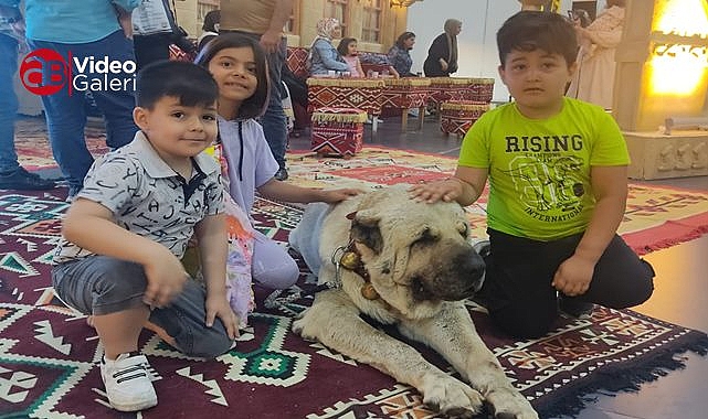 Urfa Gureğhi İstanbul'u fethetti