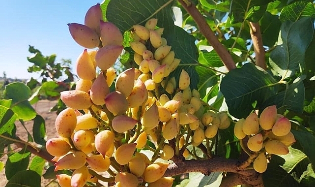 Urfa ve Antep'te günlük fıstık fiyatları