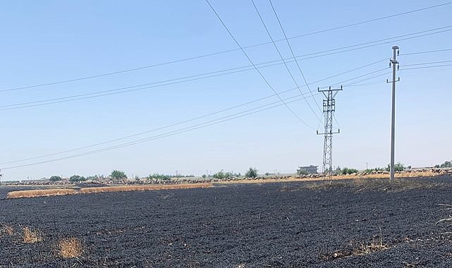 Viranşehir’de buğday tarlası yanarak küle döndü