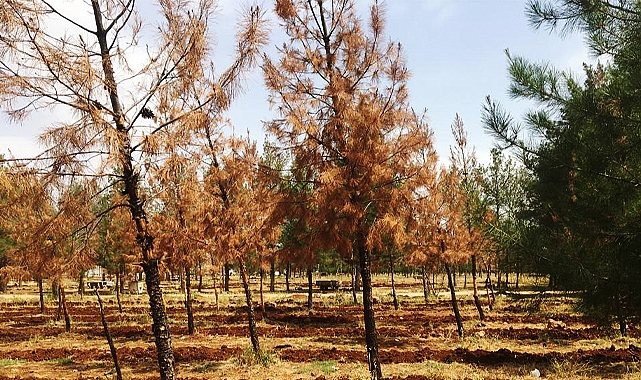 Viranşehir’de kuruyan ağaçlar incelemeye alındı