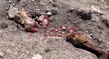 Yaylada 50 koyun donarak telef oldu