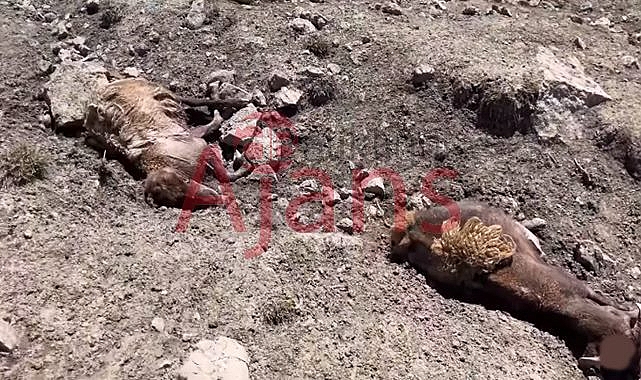 Yaylada 50 koyun donarak telef oldu