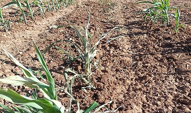 Şanlıurfa'da elektrikler bilinçli kesiliyor iddiası!