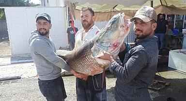 Atatürk Barajı göletinde dev balık yakalandı