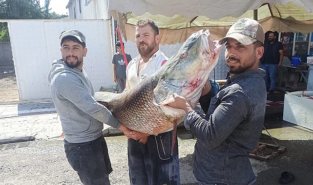 Atatürk Barajı göletinde dev balık yakalandı
